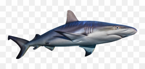Great White Shark Clipart Invisible - Sharks Png
