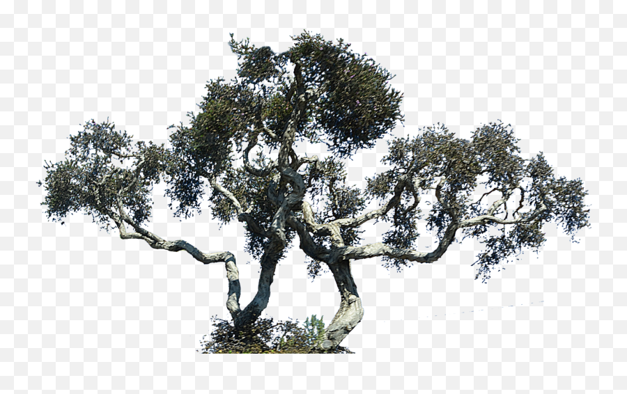 Redwood Trees Clip Art Download - Cypress Tree Transparent Png,Cypress Tree Png