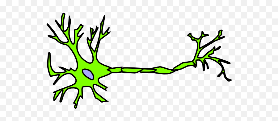 Yfp Neuron Without Myelin Clip Art - Vector Neuron Clipart Png,Neuron Png