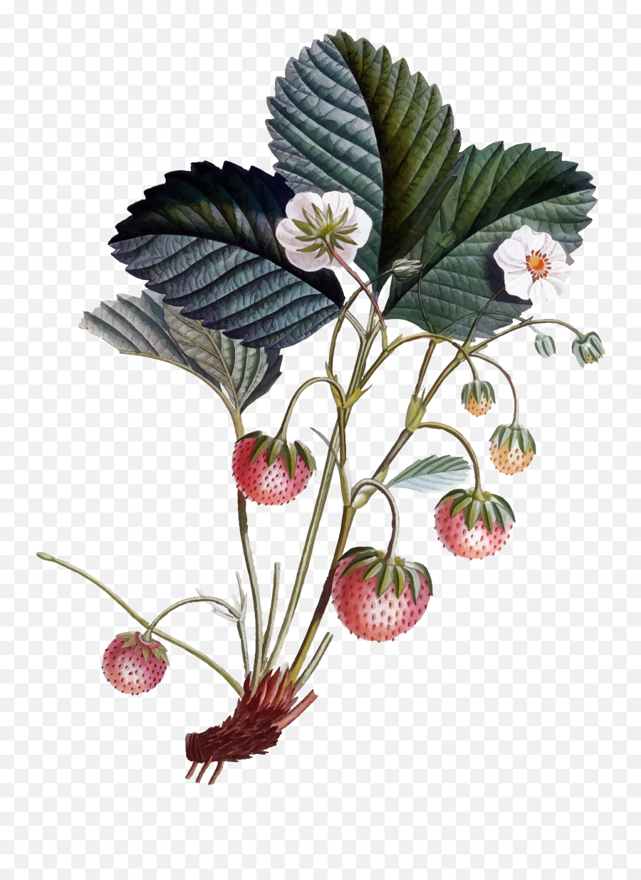 Library Of Strawberry Flower Picture Freeuse Png - Transparent Botanical Drawings Png,Strawberry Png