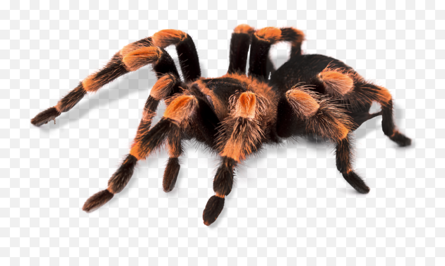 O Orkin Insect Zoo Smithsonian National Museum Of Natural - Tarantula Png Transparent,Insect Png