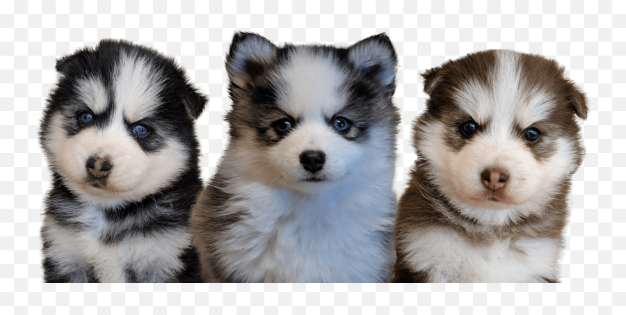 Arizona Pomskies - Miniature Siberian Husky Png,Husky Transparent