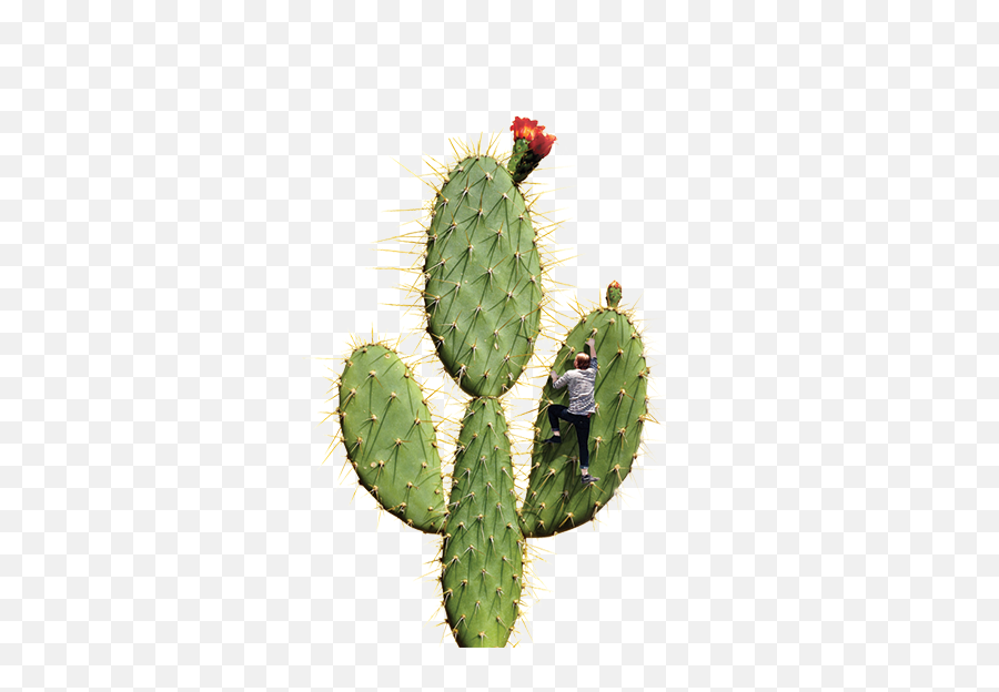 Bam - Cactus Bam Communications Eastern Prickly Pear Png,Cactus Transparent