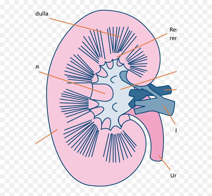 Download Scientific Diagram - Dot Png,Kidney Png