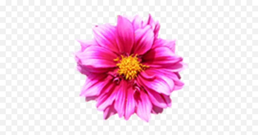 Flower - Birthday Card Design Png,Pink Transparent Background