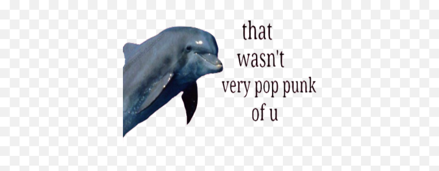 Dolphin - Wasn T Very Pop Punk Of You Png,Dolphin Transparent Background