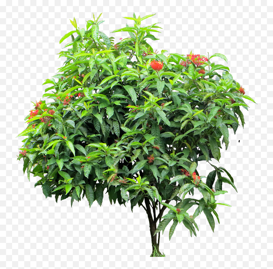 Tropical Plant Png - Tropical Trees And Shrubs Ixora Png Gigantopithecus,Tropical Plant Png