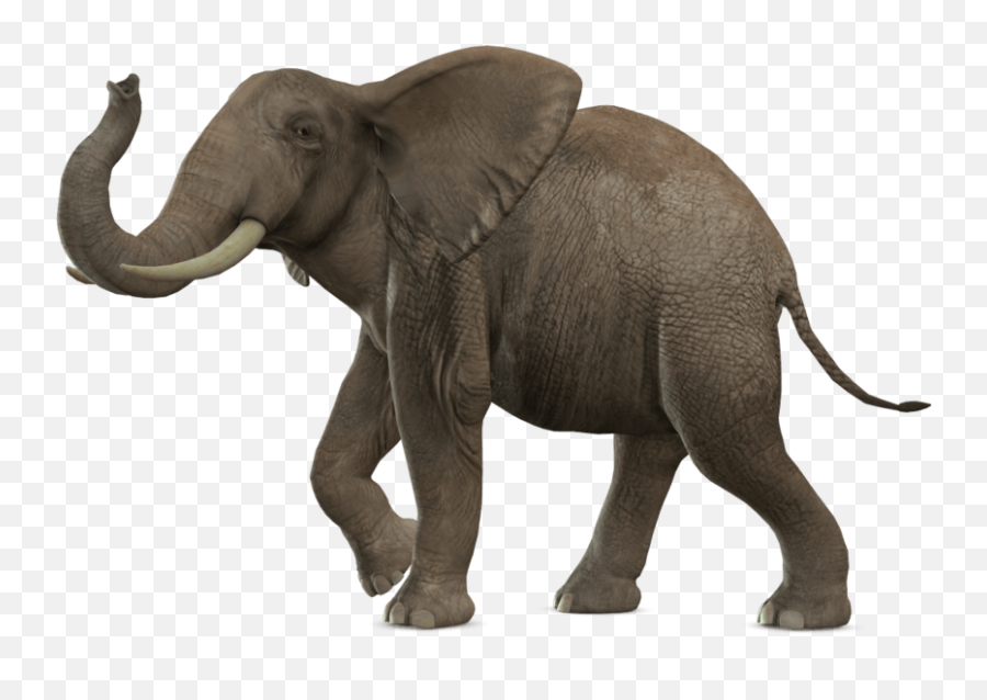 Elephant Transparent Image - Elephant Png,Elephant Transparent Background
