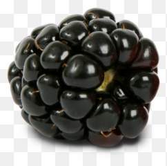 Blackberry Png Images Free Download - Blackberry Png,Blackberries Png
