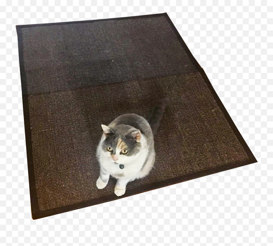 Cat Rug No Background - Domestic Cat Png,Transparent Animals