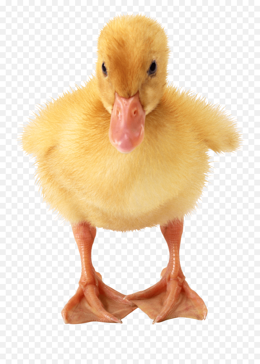 Baby Duck Transparent Png - Stickpng Duckling Png,Baby Transparent Background