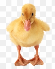 Baby Duck Transparent Png - Stickpng Duckling Png,Baby Transparent Background