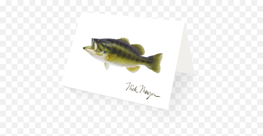 Largemouth Bass Boxed Cards - Peacock Bass Png,Largemouth Bass Png