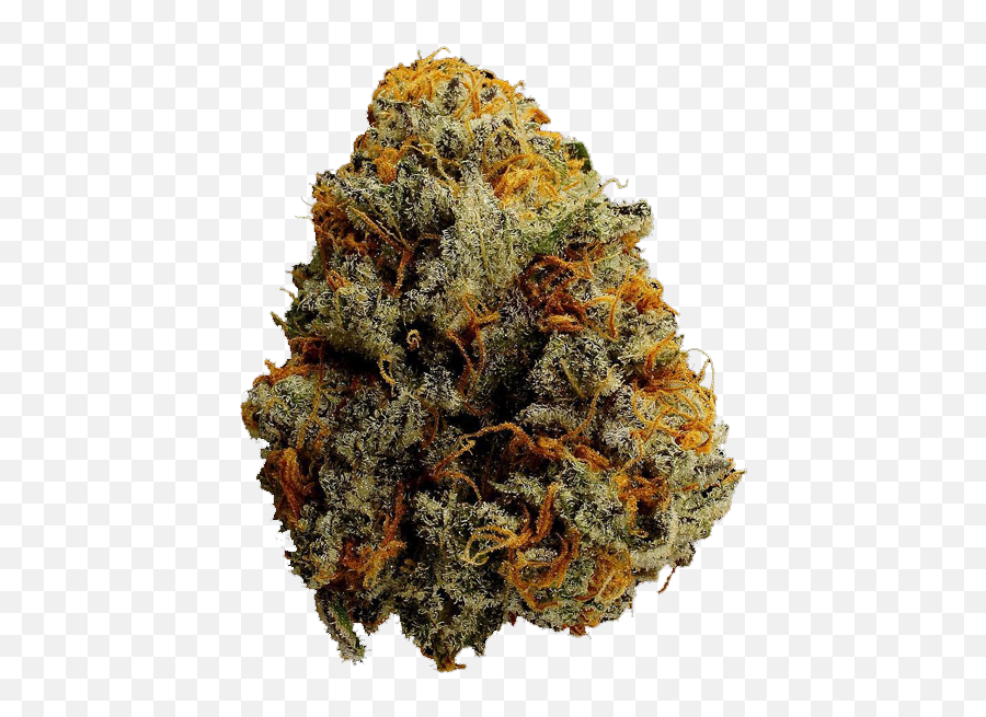 Strains Monarch Grow - Tree Png,Weed Png