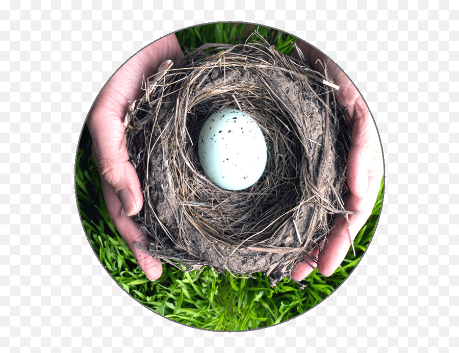 Learn French Alphabets - Twig Png,Nest Egg Icon