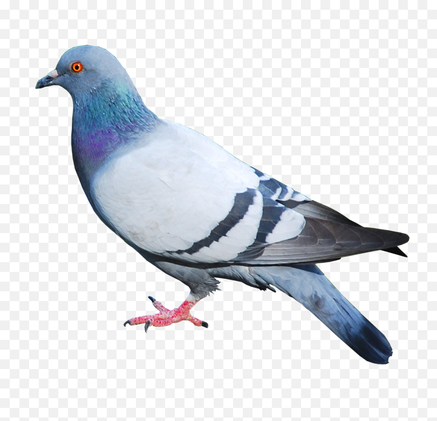 Pigeon Png Images Free - Pigeon Png,Bard Png