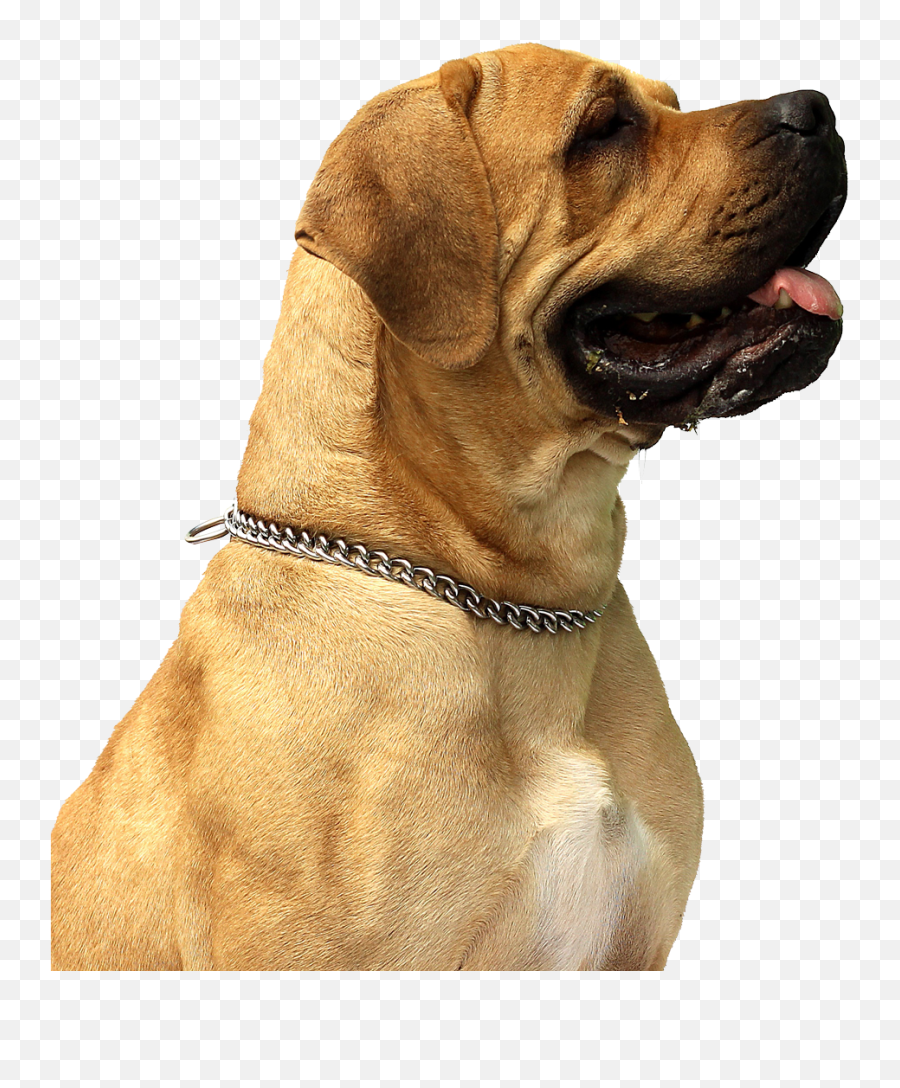 Png Dog Transparent Clipart Free - Ultrasonic Flea Tick Repeller,Dogs Png