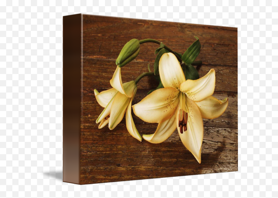 Easter Lily By Tony Ramos - Tiger Lily Png,Easter Lily Png