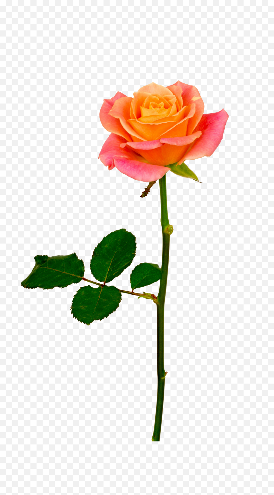 Background V50 Png 600x736 S Resolution Orange Roses - Orange Rose With Stem Png,Orange Flowers Png