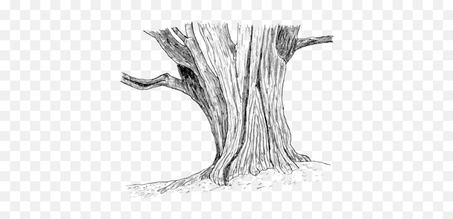 Download Svg Stock Drawing Woods Tree Trunk - Tree Stump Tree Trunk Sketch Png,Tree Trunk Icon