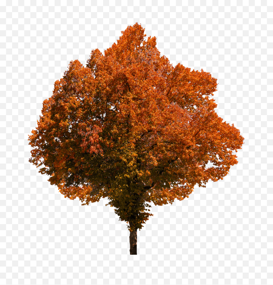 Fall Trees Png 1 Image - Transparent Background Tree Leaves Png,Fall Trees Png