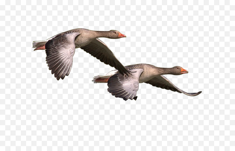 Free Canada Geese Images - Meaning Of Go On A Wild Goose Chase Png,Goose Transparent