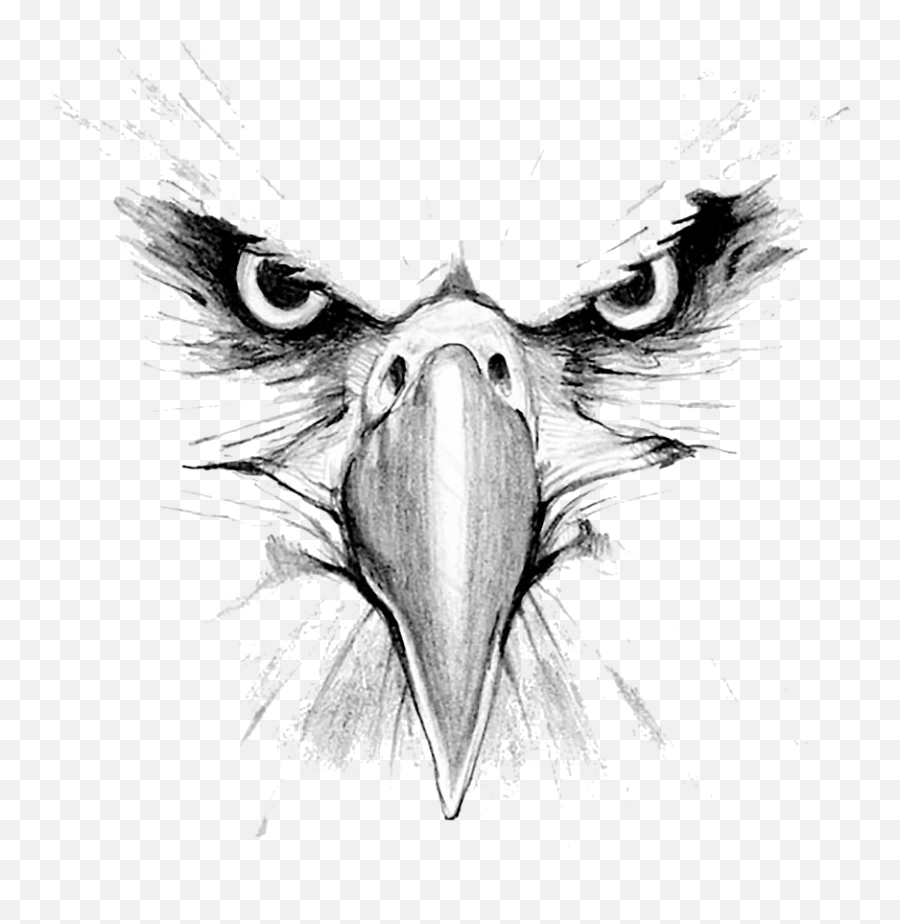 Drawing Of An Eagle Head Png Image With - Transparent Eagle Face Png,Eagle Head Png