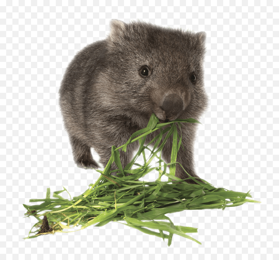 Wombat Eating Grass Transparent Png - Stickpng Wombats Clipart,Grass Transparent Background