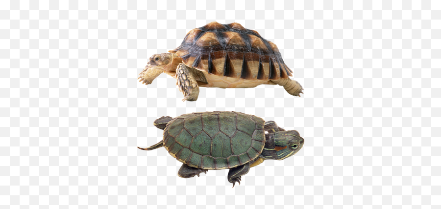 Reptiles Png 3 Image - Tortoise Free,Reptiles Png