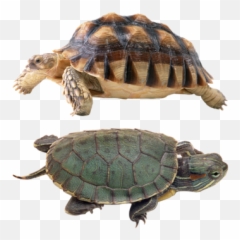 Reptiles Png 3 Image - Tortoise Free,Reptiles Png