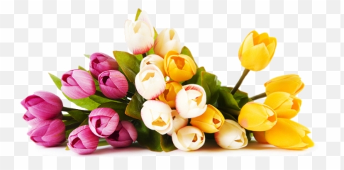 Png Colourful Flowers Hd - Shan Studio Flower Background Hd Png,Wedding Flowers Png