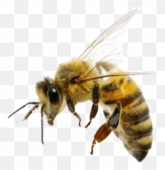 Bee Png Transparent Images Free Download - Background