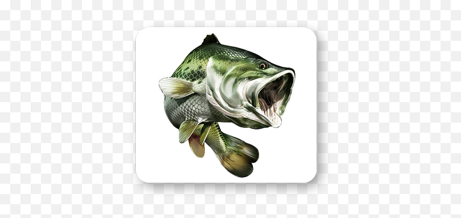 Walleye Fish Clipart Png - Transparent Bass Fish Logo,Bass Fish Png