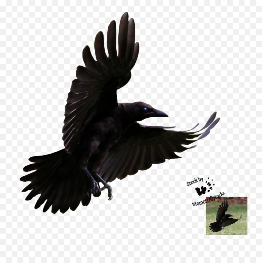 Library Crow Png Transparent Images - Flying Crow Transparent Background,Crow Transparent