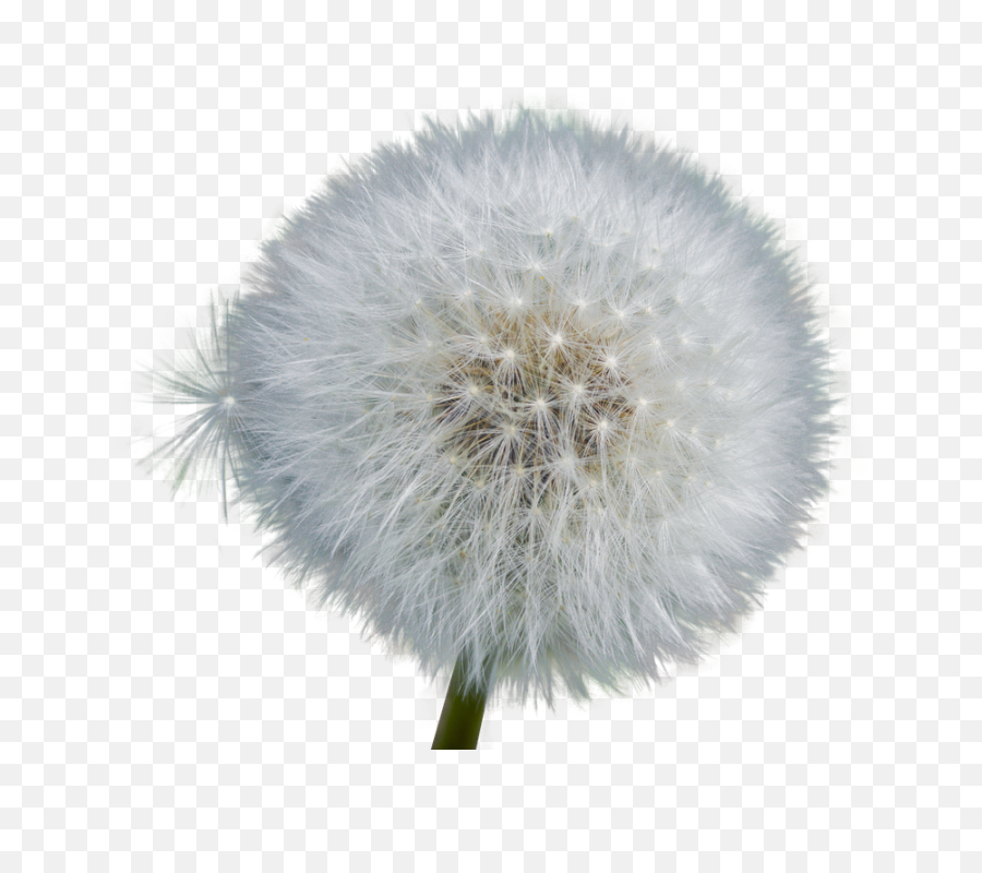 Download Dandelion Png Image With No - Flower Dandelion Transparent Background,Dandelion Png