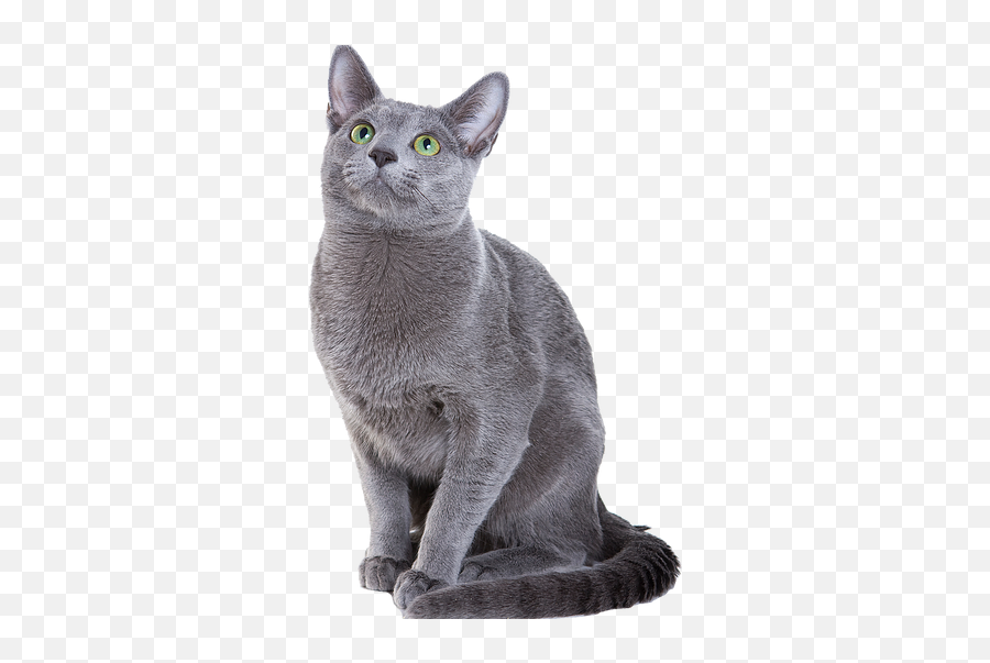 Cat Sitting Calls Ltd London - Transparent Russian Blue Cat Png,Cat Png