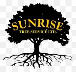 Swamp Spanish Oak English Tree Silhouette Clip Art - Treecup Tea png