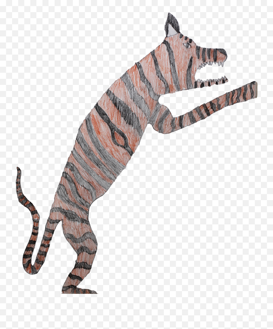 Indian Tiger India Did You Know That Tigersu2026 By - Illustration Png,Tiger Scratch Png