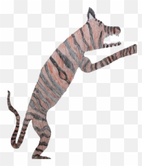 Indian Tiger Did You Know That Tigersu2026 By - Illustration png