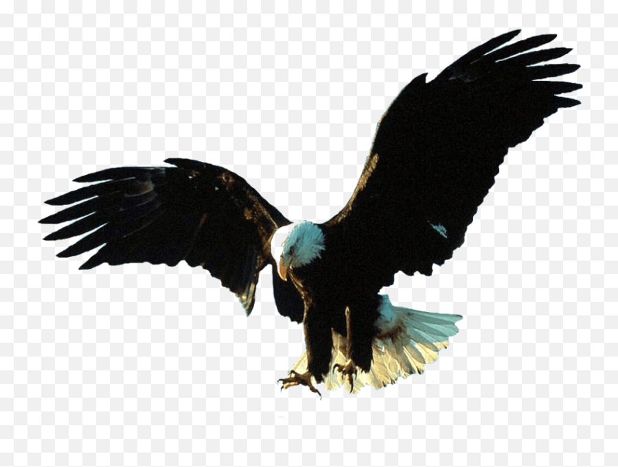Free Png Download Gif Animation Eagle Images - Bald Big Eagle Bird Png,Eagle Globe And Anchor Png