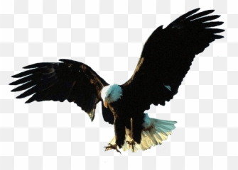 Free Png Download Gif Animation Eagle Images - Bald Big Eagle Bird Png,Eagle Globe And Anchor Png