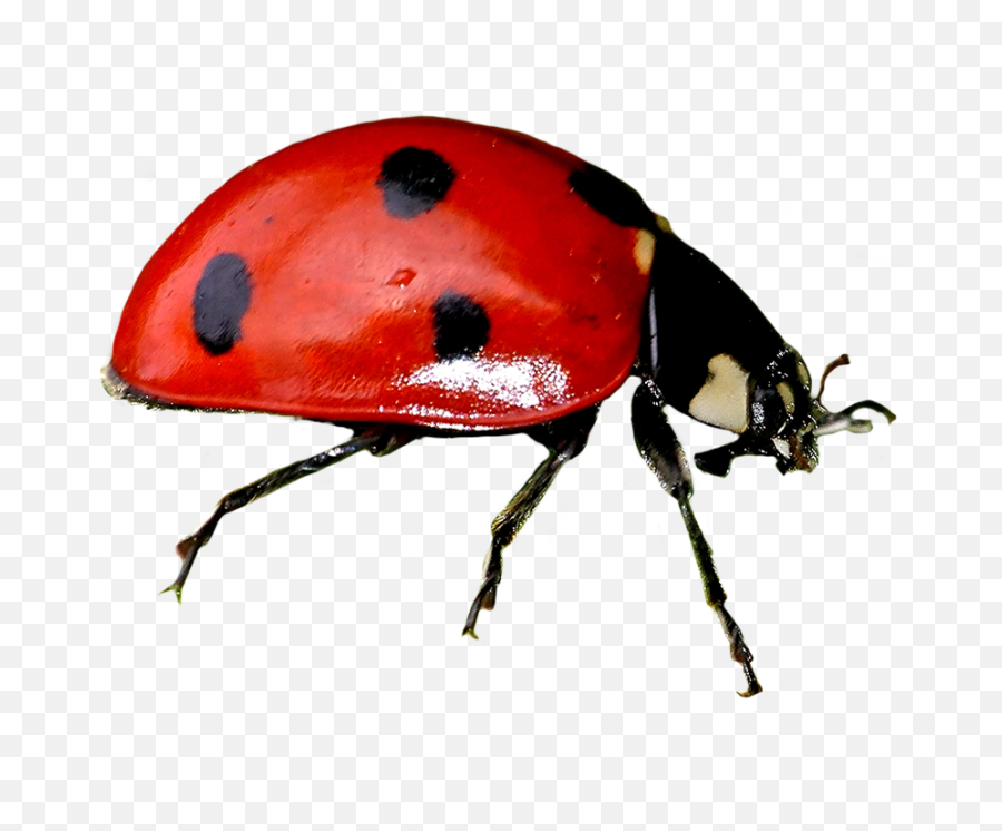 Ladybug Clipart - Ladybug Png,Insect Png