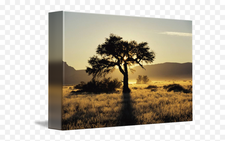 Sun Coming Up Behind A Tree In African Grasslands By Design Pics - Tree With Sun Behind Png,African Tree Png