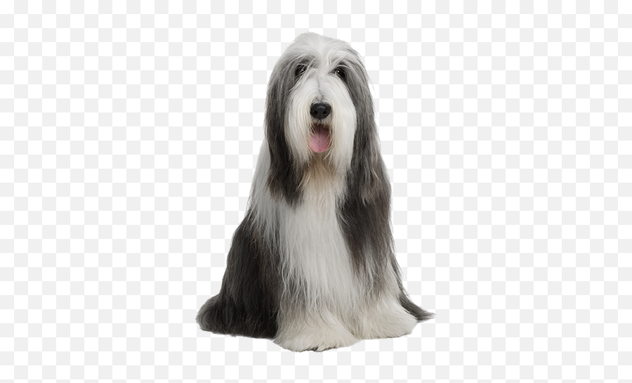 Why Choose A Bearded Collie To Be The - 4 Bearded Collie Png,Shaggy Png