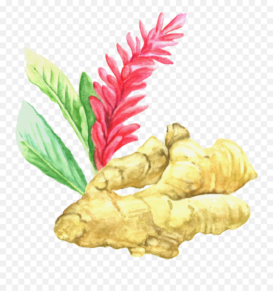 Download Ginger Root - Ginger Root Plant Flower Png,Ginger Png