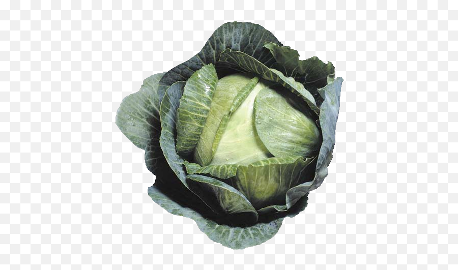 Download Cabbage Png Image - Free Transparent Png Images,Cabbage Transparent Background