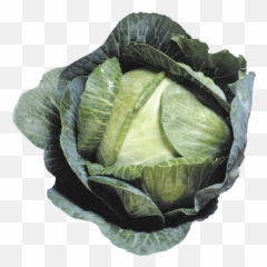 Download Cabbage Png Image - Free Transparent Images