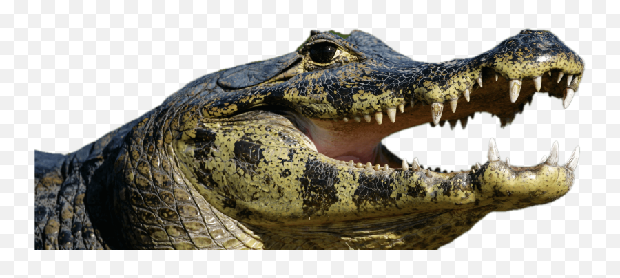 Caiman Open Mouth Transparent Png - Stickpng Spectacled Caiman Png,Alligator Transparent