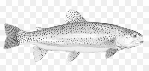Brown Trout Transparent Png - Sea Trout,Trout Png