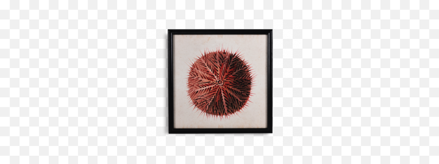 Wall Art - Picture Frame Png,Sea Urchin Png